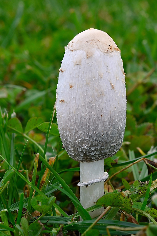 hnojník obyčajný Coprinus comatus (O.F. Müll.) Pers.