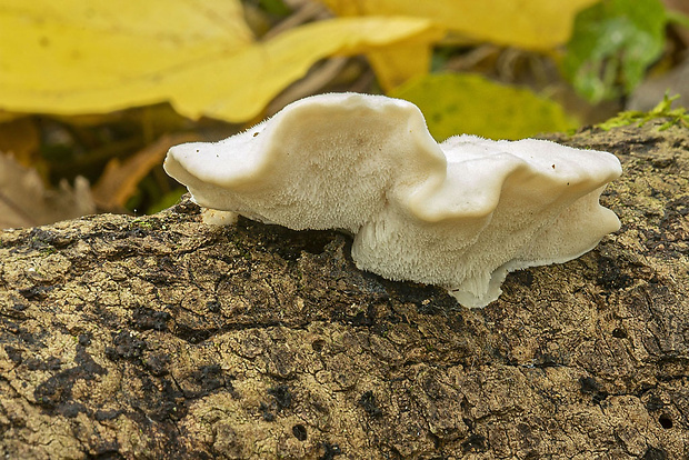 šťavnatec sinavý Cyanosporus subcaesius (A. David) B.K. Cui, L.L. Shen & Y.C. Dai