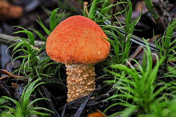 zrnivka rumelková Cystodermella cinnabarina (Alb. & Schwein.) Harmaja