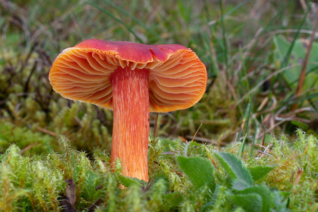 lúčnica granátovočervená Hygrocybe punicea (Fr.) P. Kumm.