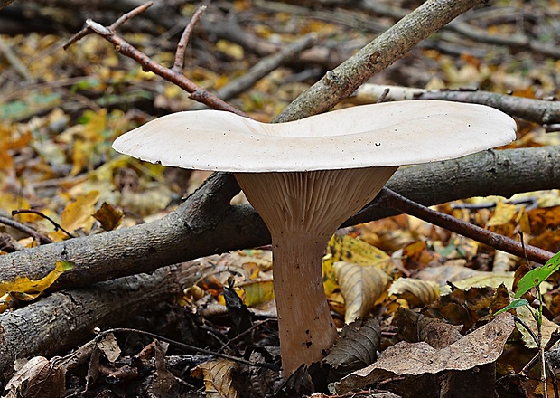 strmuľka veľká Infundibulicybe geotropa (Bull.) Harmaja