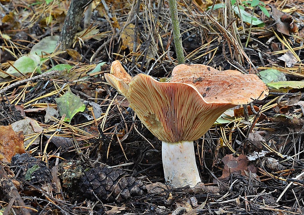 rýdzik pravý Lactarius deliciosus (L.) Gray