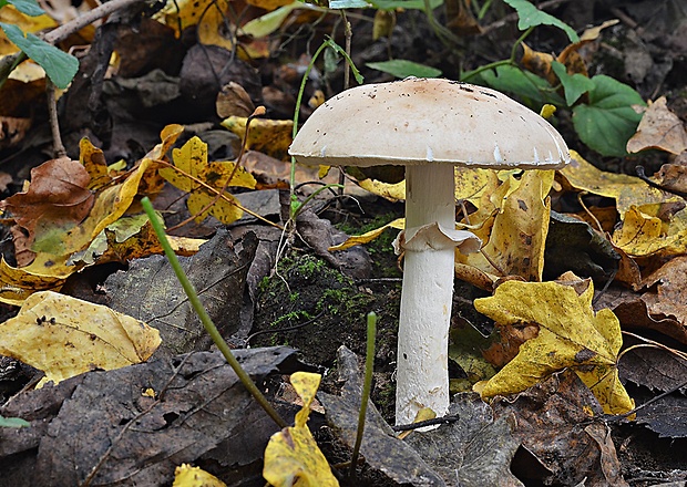 bedlica ružovolupeňová Leucoagaricus leucothites (Vittad.) Wasser