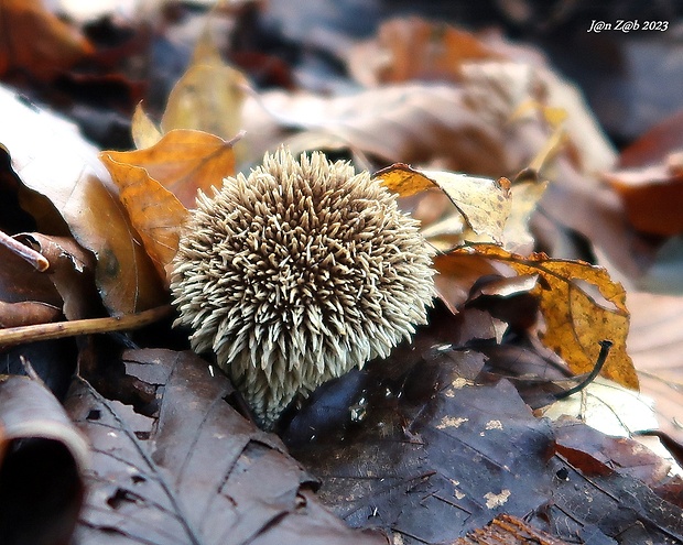 prášnica pichliačová Lycoperdon echinatum Pers.