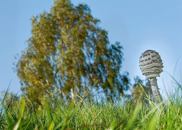 bedľa vysoká Macrolepiota procera (Scop.) Singer