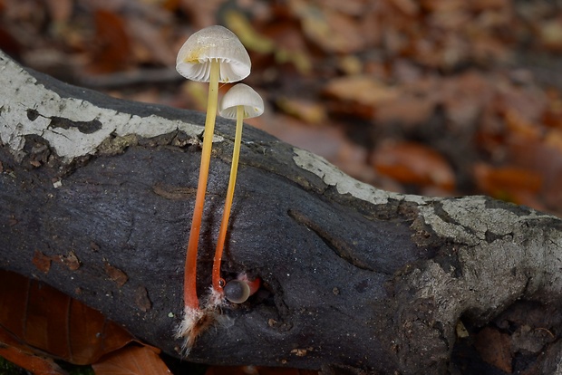 prilbička šafranová Mycena crocata (Schrad.) P. Kumm.