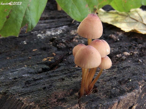 prilbička žltohlúbiková Mycena renati Quél.