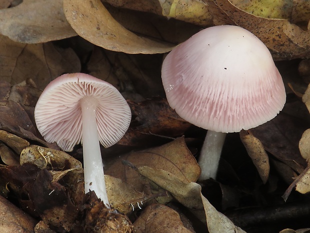 prilbička ružovkastá Mycena rosea Gramberg