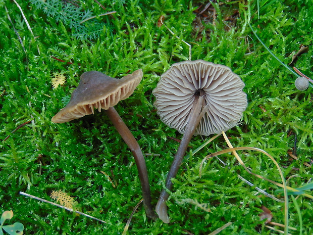 prilbička Mycena sp.