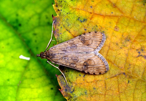 vijačka sťahovavá Nomophila noctuella