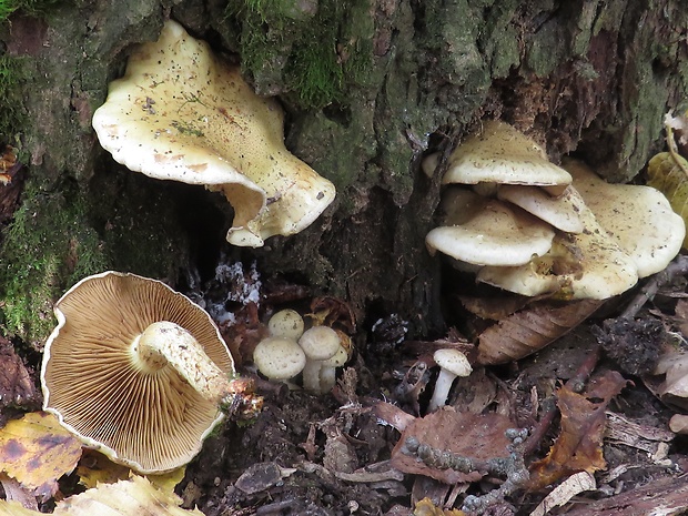 šupinovka gumová Pholiota gummosa (Lasch) Singer