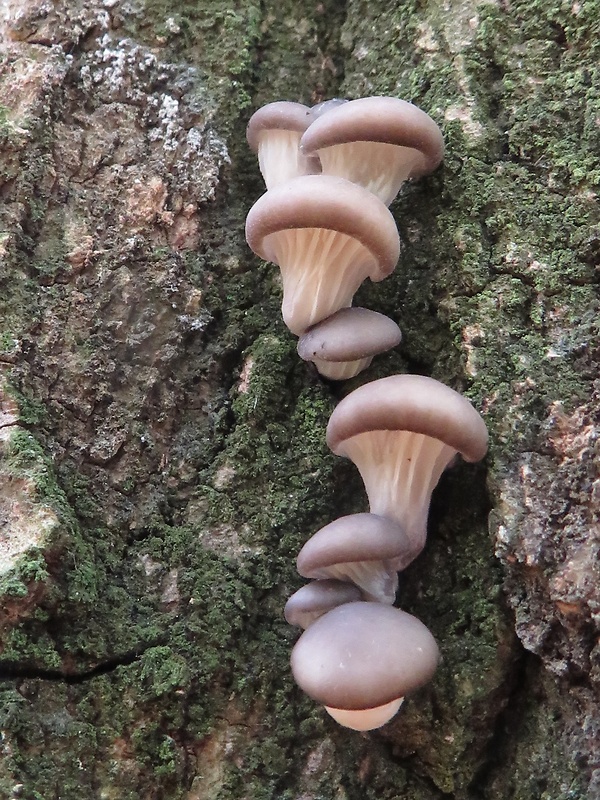 hliva ustricovitá Pleurotus ostreatus (Jacq.) P. Kumm.