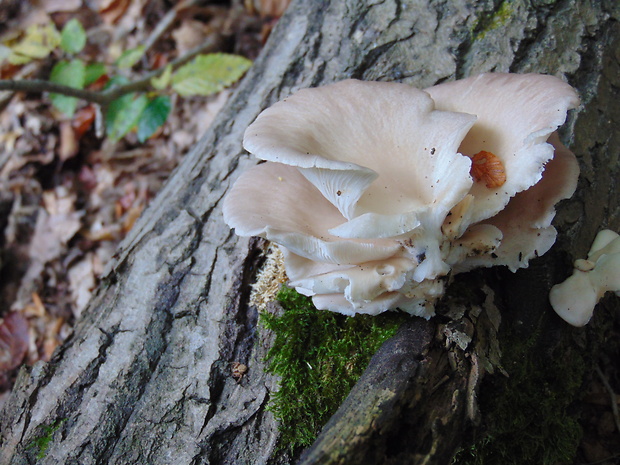 hliva Pleurotus sp.