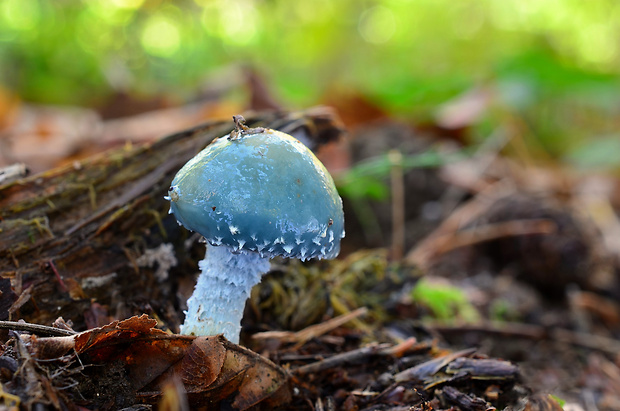 golierovka zelenomodrá Stropharia caerulea Kreisel