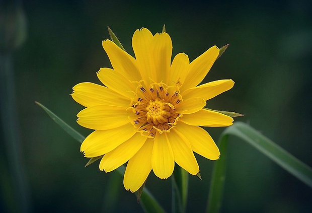 kozobrada východná Tragopogon orientalis L.