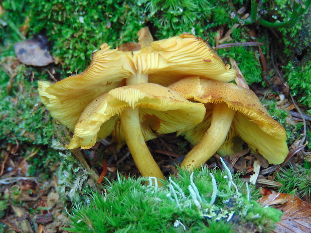 čírovec ozdobný Tricholomopsis decora (Fr.) Singer