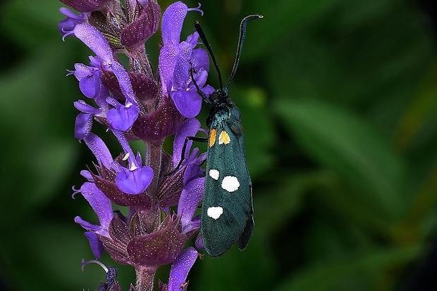 vretienka ranostajová (sk) / vřetenuška čičorková (cz) Zygaena ephialtes (Linnaeus, 1767)