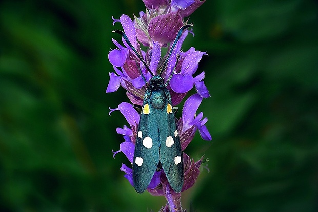 vretienka ranostajová (sk) / vřetenuška čičorková (cz) Zygaena ephialtes (Linnaeus, 1767)