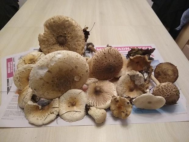 bedľa vysoká Macrolepiota procera (Scop.) Singer