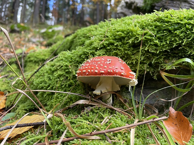 muchotrávka červená Amanita muscaria (L.) Lam.