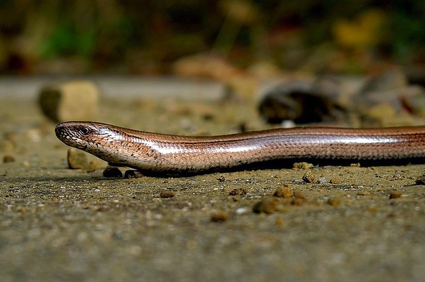 slepúch lámavý (sk) / slepýš východní (cz) Anguis colchica (synonymum - Anguis fragilis)