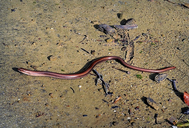 slepúch lámavý (sk) / slepýš východní (cz) Anguis colchica (synonymum - Anguis fragilis)