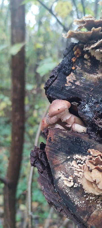 podpňovka Armillaria sp.