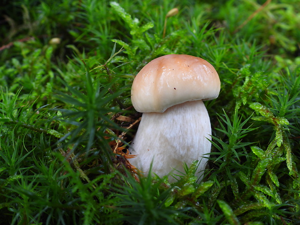 hríb smrekový Boletus edulis Bull.