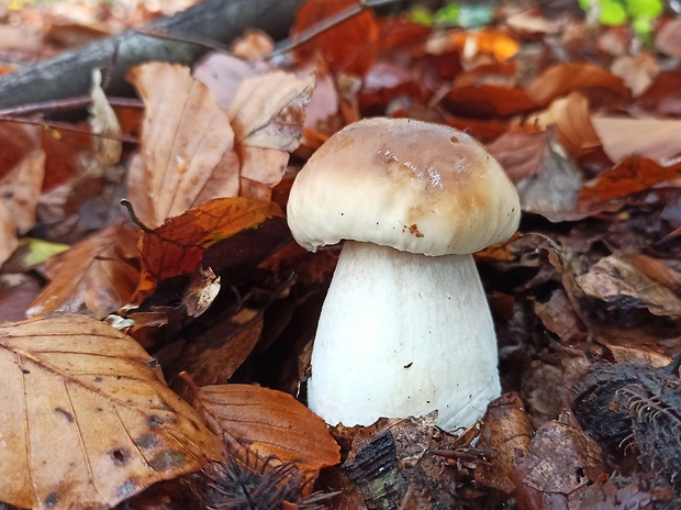 hríb smrekový Boletus edulis Bull.