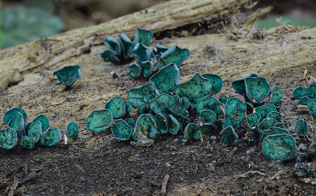 zelenica Chlorociboria sp.