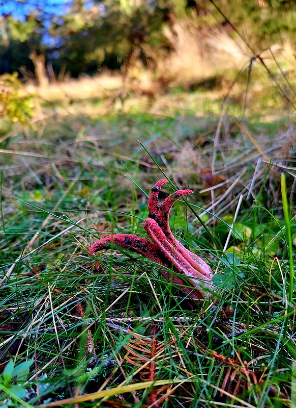 mrežovka kvetovitá Clathrus archeri (Berk.) Dring