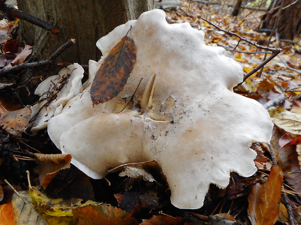 strmuľka inovaťová Clitocybe nebularis (Batsch) P. Kumm.