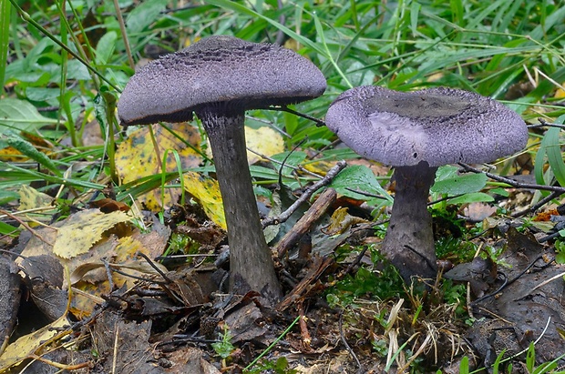 pavučinovec Cortinarius sp.