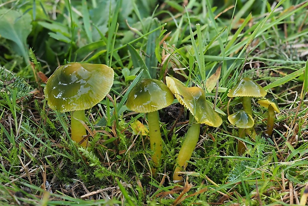 lúčnica žltozelená Gliophorus psittacinus (Schaeff.) Herink