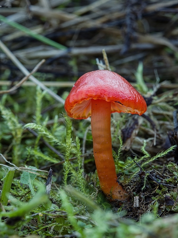 lúčnica šarlátová Hygrocybe coccinea (Schaeff.) P. Kumm.