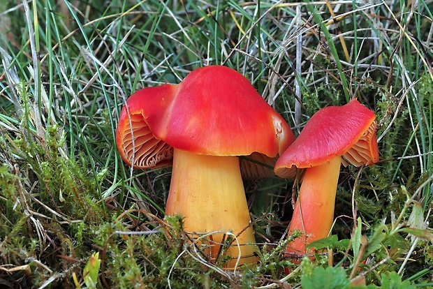 lúčnica nádherná Hygrocybe splendidissima (P.D. Orton) M.M. Moser