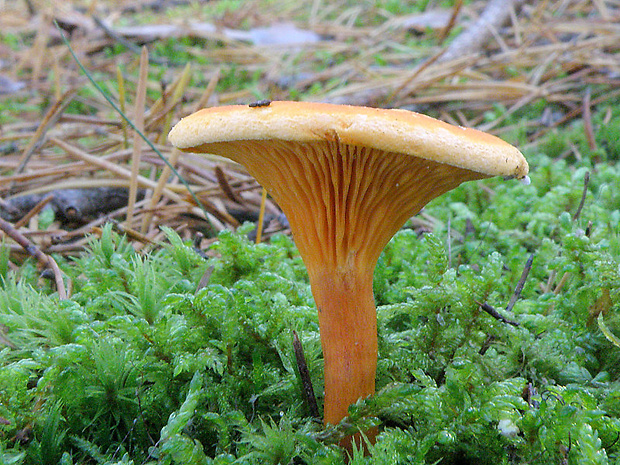 líška oranžová Hygrophoropsis aurantiaca (Wulfen) Maire