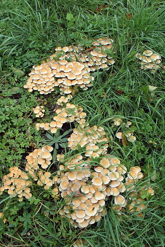 strapcovka Hypholoma sp.