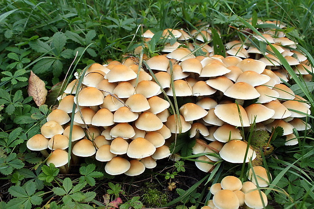 strapcovka Hypholoma sp.