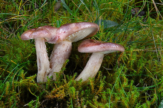 rýdzik mäsovočervenkastý Lactarius hysginus (Fr.) Fr.