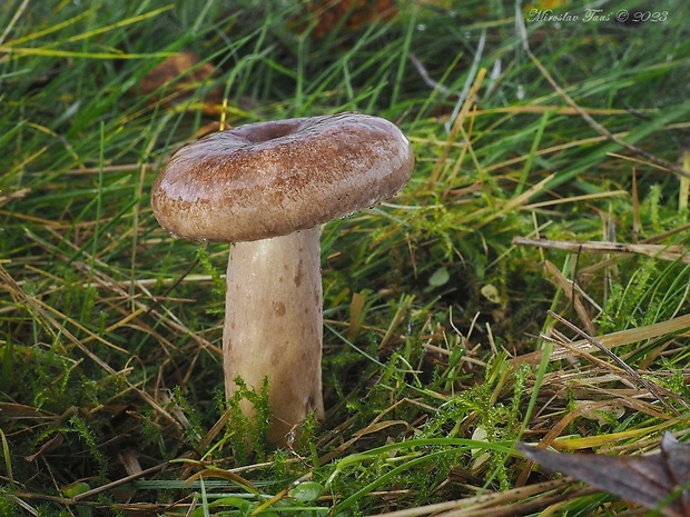 rýdzik mäsovočervenkastý Lactarius hysginus (Fr.) Fr.