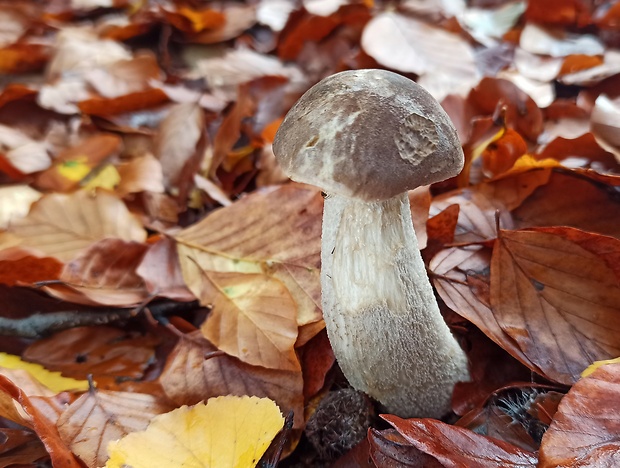 kozák brezový Leccinum scabrum (Bull.) Gray