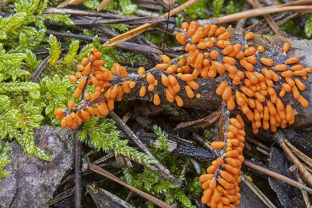 leskloplodka krehká Leocarpus fragilis (Dicks.) Rostaf.