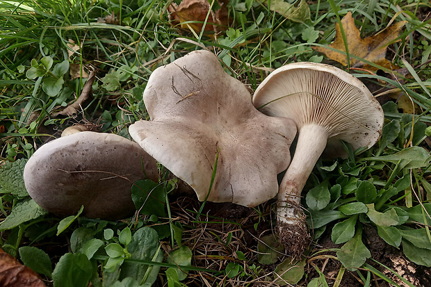 pôvabnica mramorovaná Lepista panaeolus (Fr.) P. Karst.