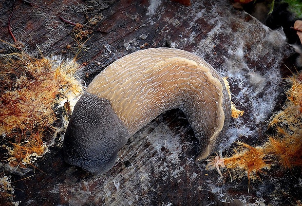 slizniak pásavý (sk) / slimák popelavý (cz) Limax cinereoniger (Wolf, 1803)