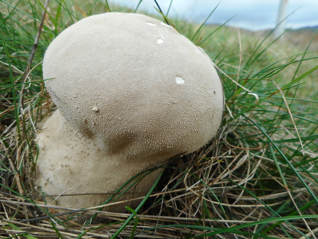 rozpadavec dlabaný Lycoperdon utriforme Bull.