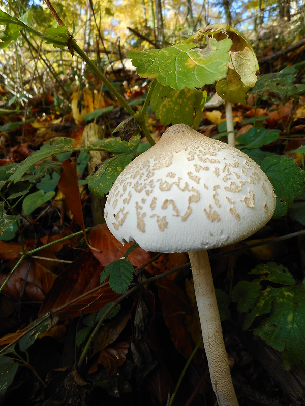 bedľa štíhla Macrolepiota mastoidea (Fr.) Singer