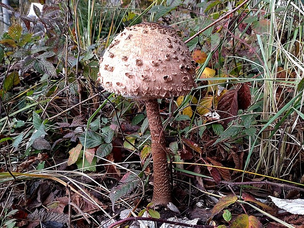 bedľa vysoká Macrolepiota procera (Scop.) Singer