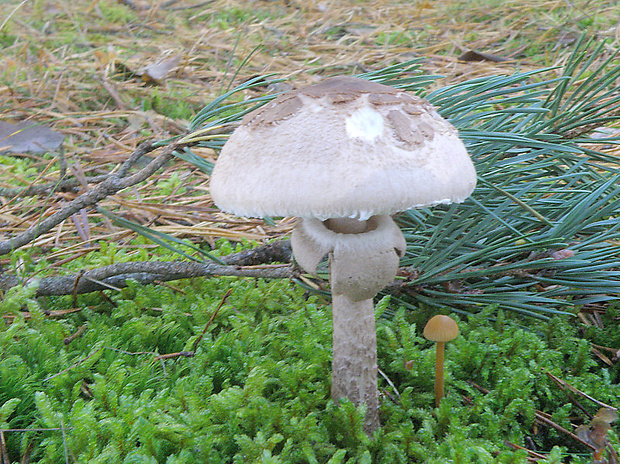 bedľa vysoká Macrolepiota procera (Scop.) Singer