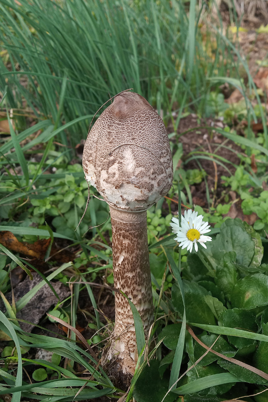 bedľa Macrolepiota sp.